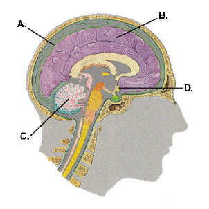 http://www.inhalants.org/brain.gif